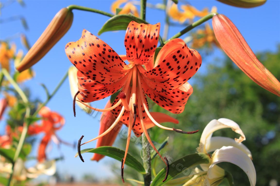 Photo of Tiger Lily (Lilium lancifolium) uploaded by Shelly
