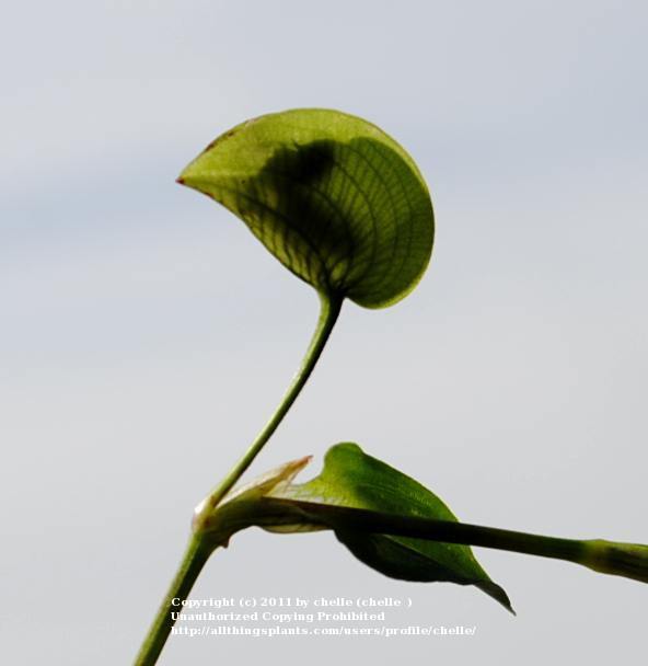 Photo of Asiatic Dayflower (Commelina communis) uploaded by chelle