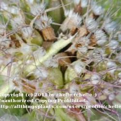 Location: My Northeastern Indiana Gardens - Zone 5b
Date: 2011-10-22
Seed-head.