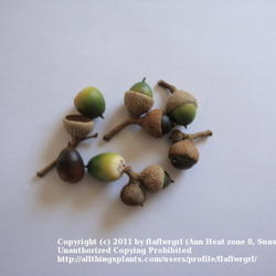 Location: zone 8/9 Lake City, Fl.
Date: 2011-10-30
Acorns, green as well as ripe