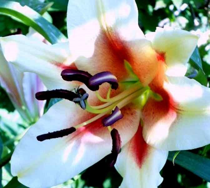 Photo of Lily (Lilium 'Shocking') uploaded by ge1836