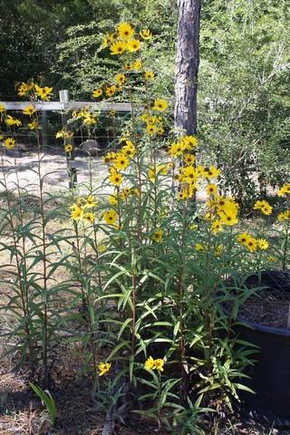 Photo of Swamp Sunflower (Helianthus angustifolius) uploaded by gingin