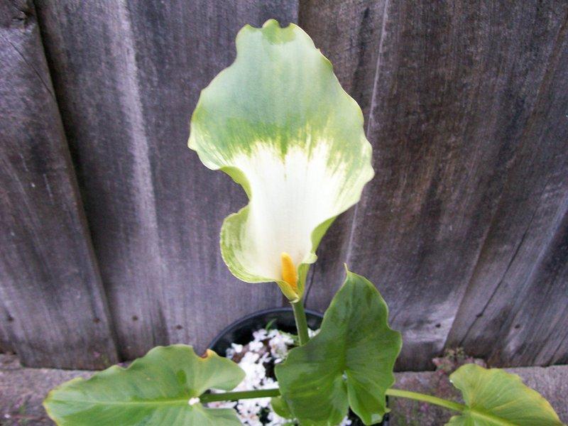 Photo of Calla Lily (Zantedeschia aethiopica 'Green Goddess') uploaded by gwhizz