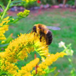 Location: central Illinois
Date: 2011-09-19
Bee appreciative...