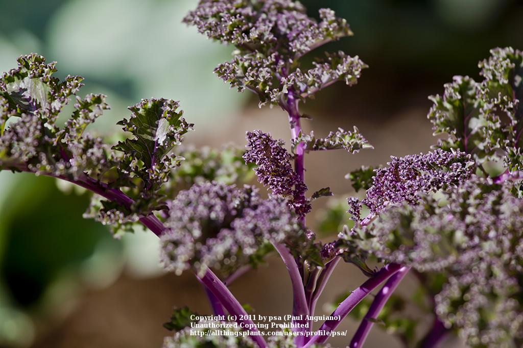 Photo of Kale (Brassica oleracea var. viridis 'Redbor') uploaded by psa