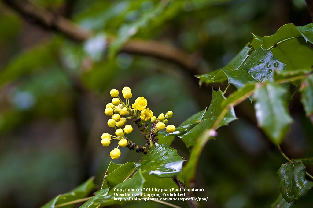 Photo of Oregon Grape (Mahonia aquifolium) uploaded by psa