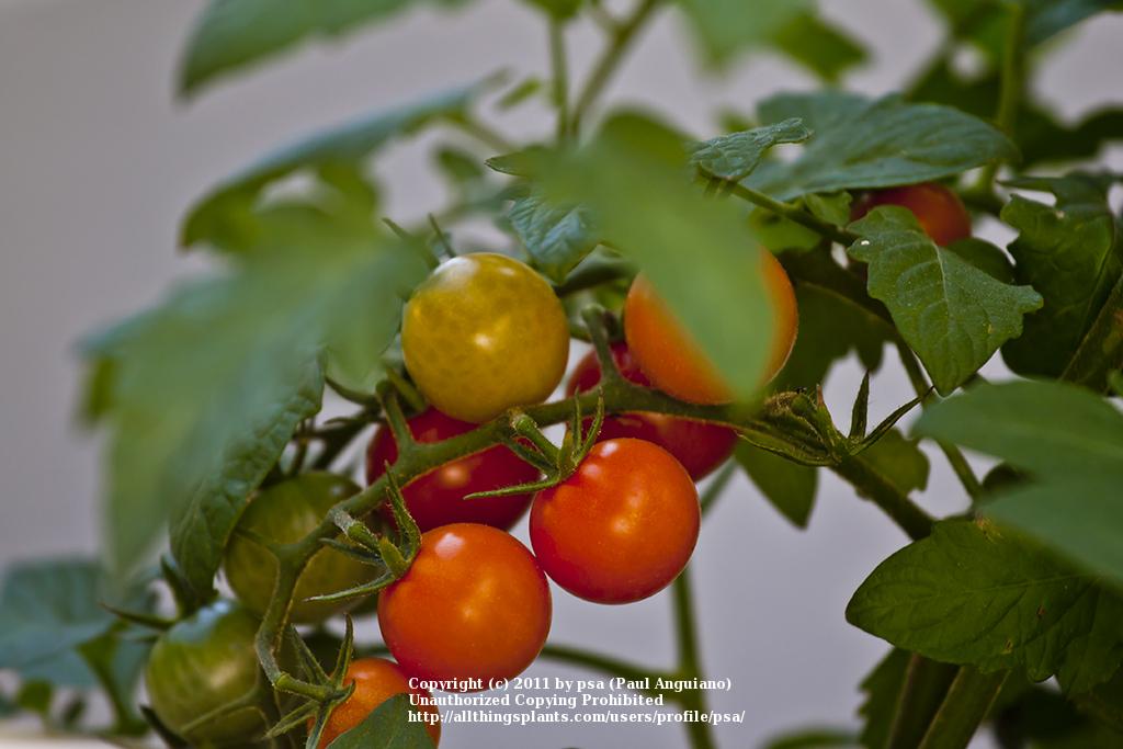 Photo of Tomato (Solanum lycopersicum 'Sungold') uploaded by psa