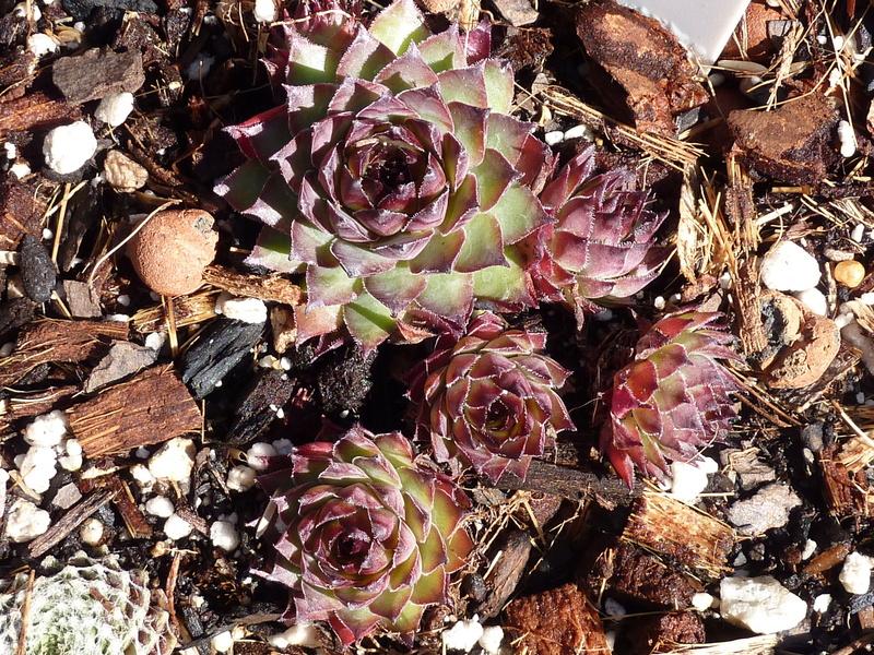 Photo of Hen and Chicks (Sempervivum 'Dynamo') uploaded by sandnsea2