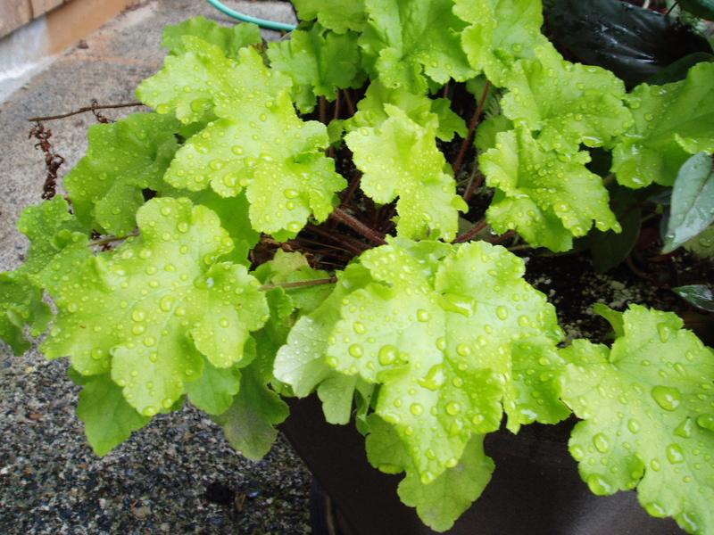 Photo of Coral Bells (Heuchera 'Lime Marmalade') uploaded by springcolor