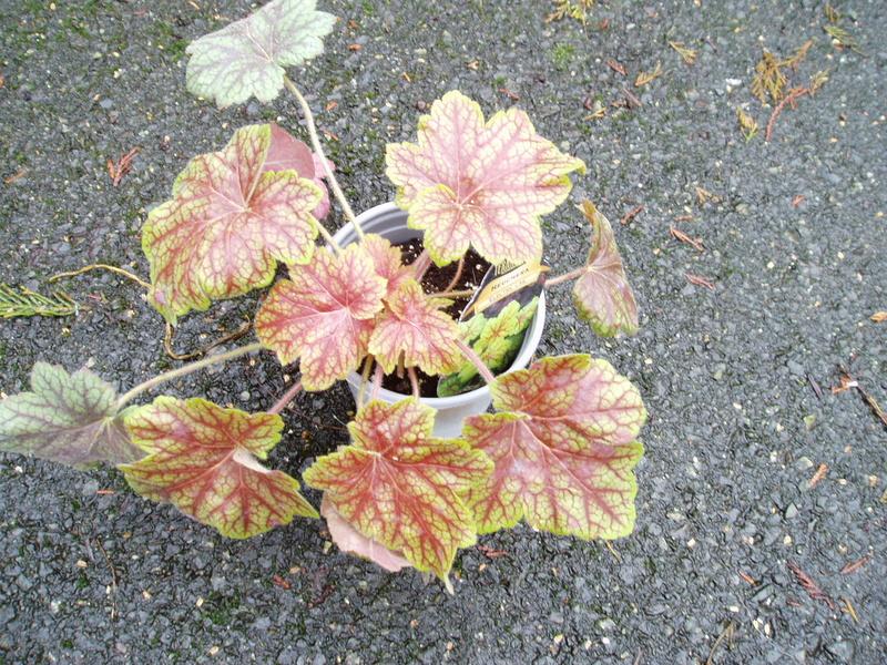 Photo of Coral Bells (Heuchera 'Electric Lime') uploaded by springcolor