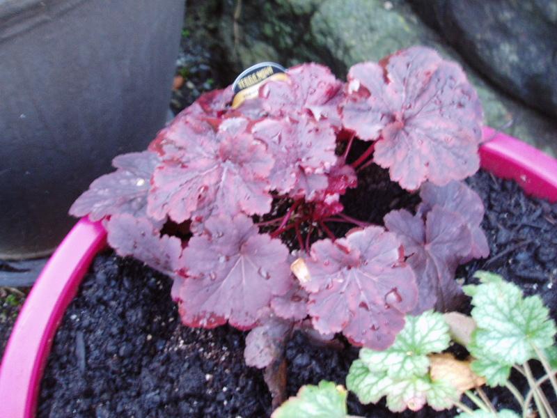 Photo of Coral Bells (Heuchera 'Cajun Fire') uploaded by springcolor