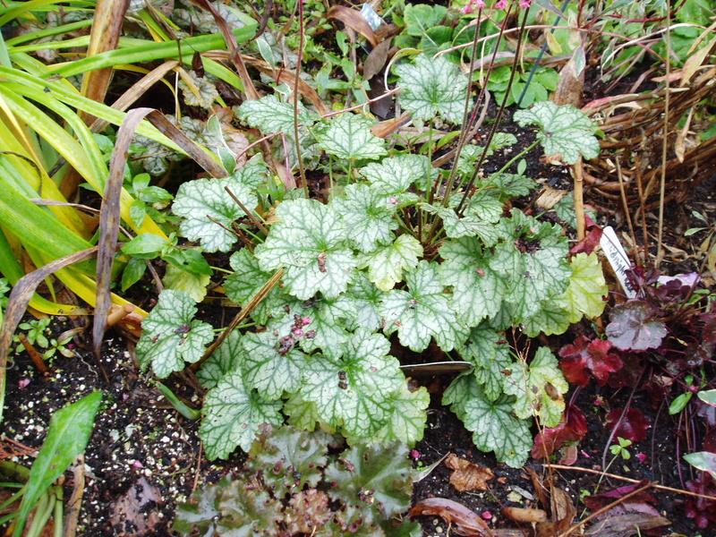 Photo of Coral Bells (Heuchera 'Paris') uploaded by springcolor