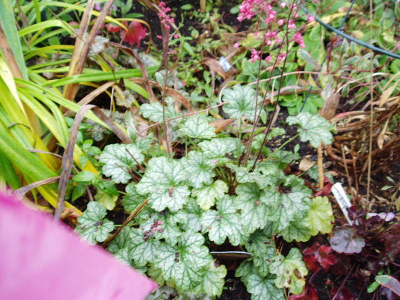 Photo of Coral Bells (Heuchera 'Paris') uploaded by springcolor