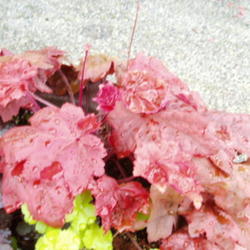 Location: Washington State
Date: October 2011
Autumn Leaves