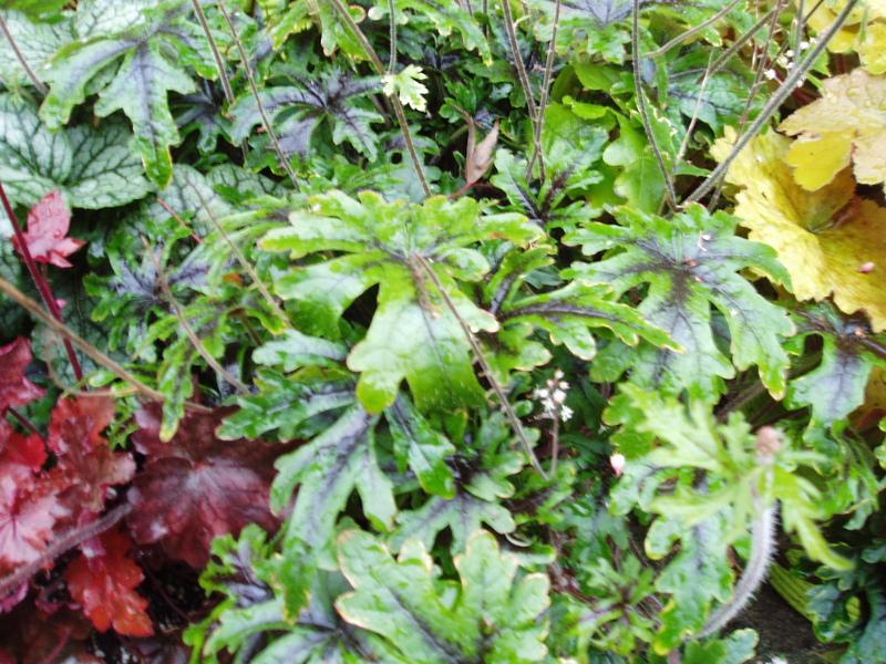 Photo of Foamflower (Tiarella 'Black Snowflake') uploaded by springcolor