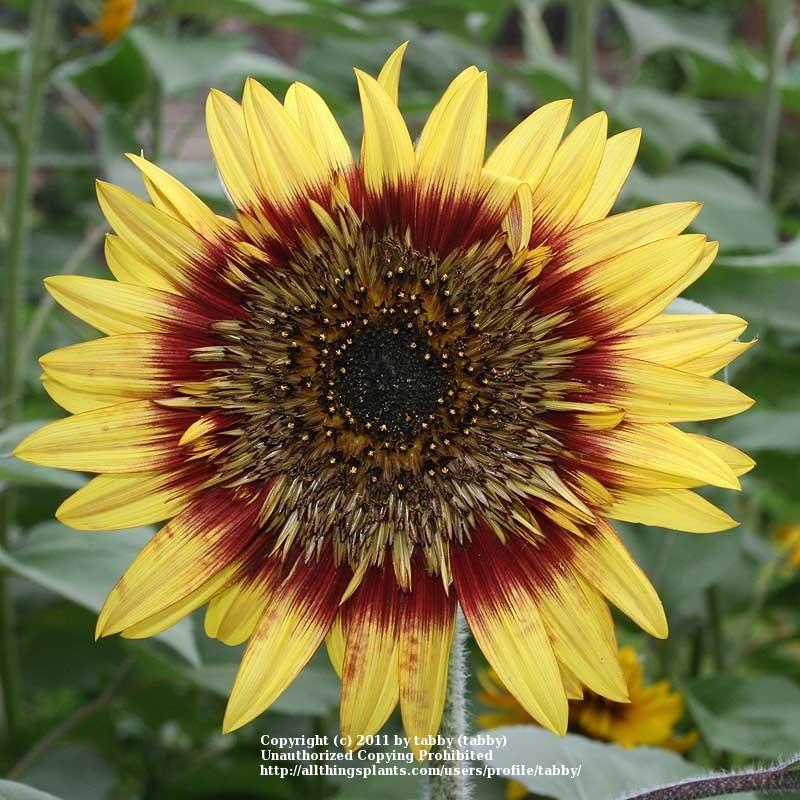 Photo of Sunflowers (Helianthus annuus) uploaded by tabby