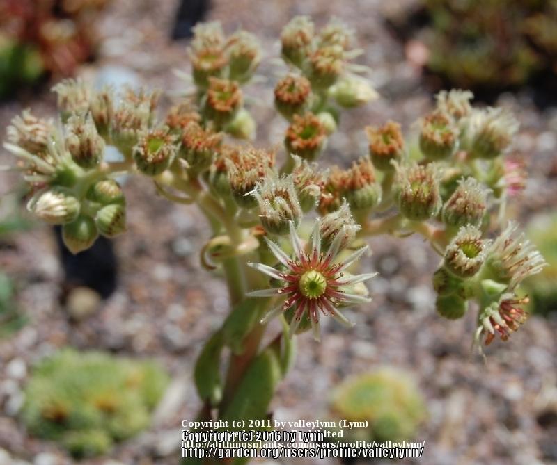 Photo of Hen and Chicks (Sempervivum 'Apollonia') uploaded by valleylynn