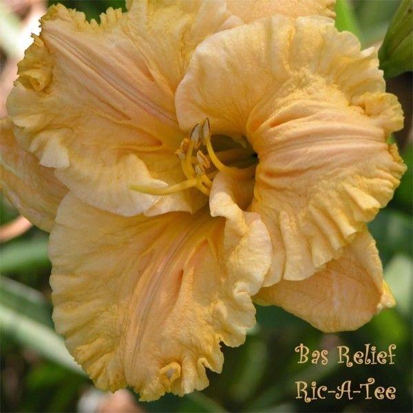 Photo of Daylily (Hemerocallis 'Bas Relief') uploaded by vic