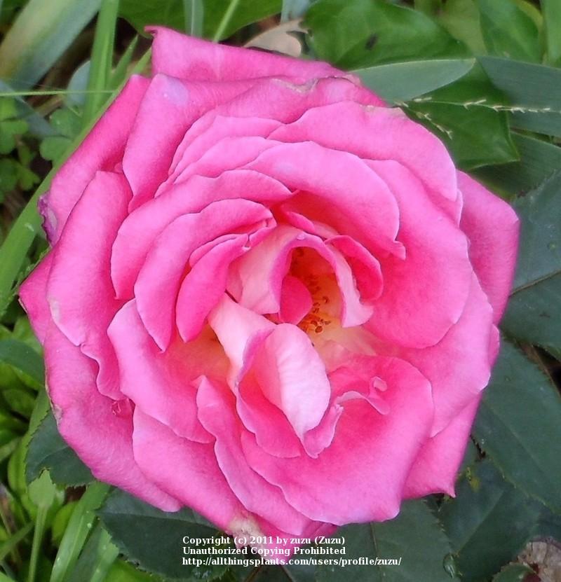 Photo of Rose (Rosa 'Lobo') uploaded by zuzu