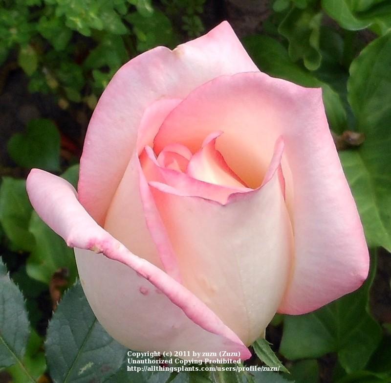 Photo of Rose (Rosa 'Susan Massu') uploaded by zuzu