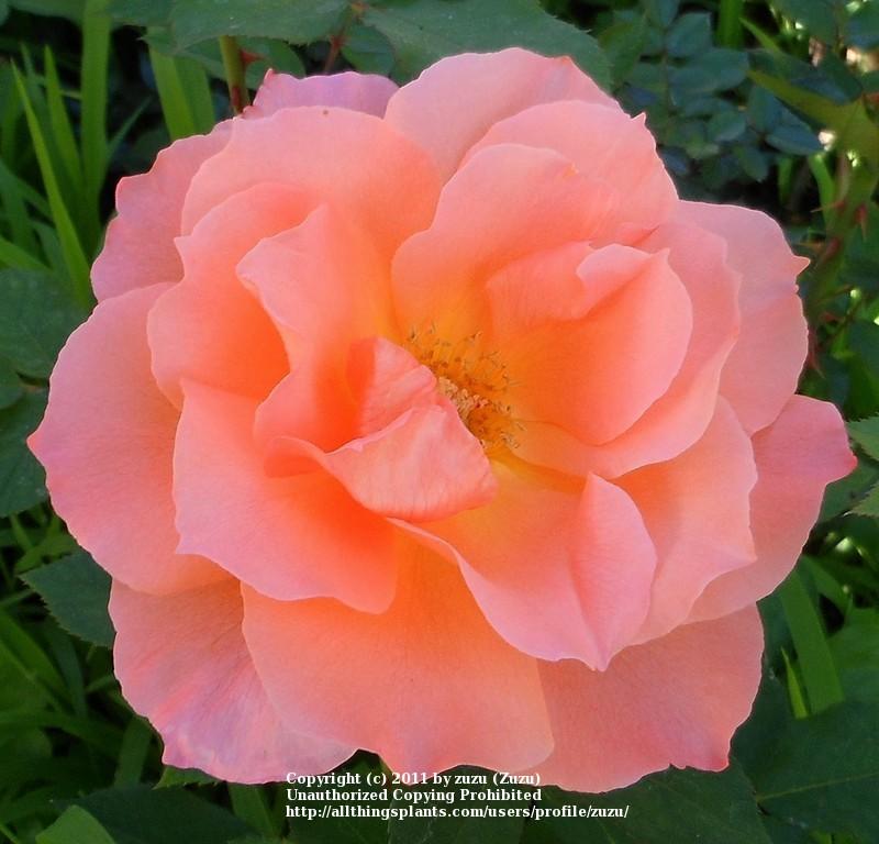 Photo of Rose (Rosa 'Courtoisie') uploaded by zuzu