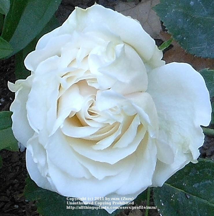 Photo of Rose (Rosa 'Paloma Blanca') uploaded by zuzu
