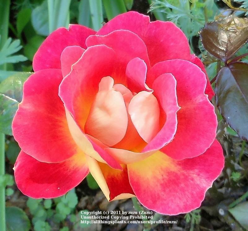 Photo of Rose (Rosa 'Piccadilly') uploaded by zuzu