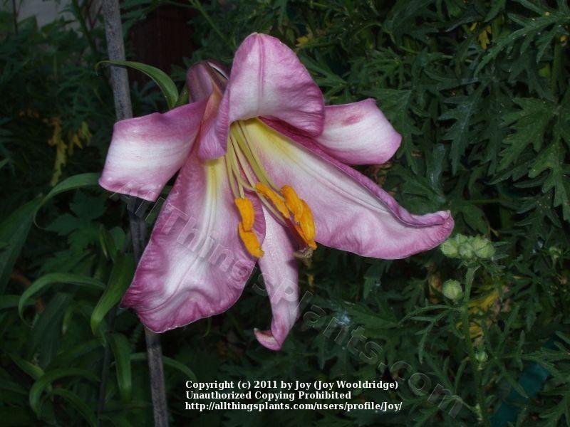 Photo of Lily (Lilium Pink Perfection) uploaded by Joy
