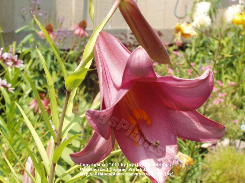 Photo of Lily (Lilium Pink Perfection) uploaded by Joy