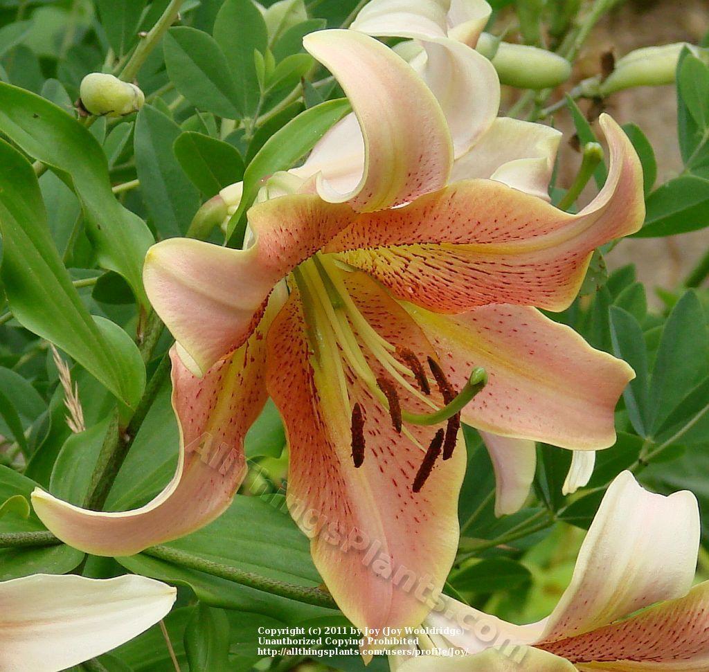 Photo of Lily (Lilium 'Red Hot') uploaded by Joy