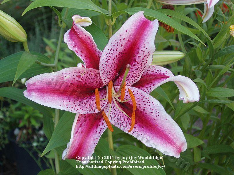 Photo of Oriental Lily (Lilium 'Dizzy') uploaded by Joy