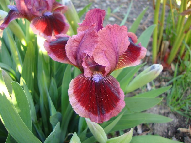 Photo of Standard Dwarf Bearded Iris (Iris 'Cat's Eye') uploaded by Paul2032