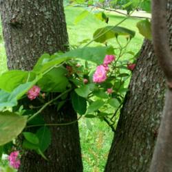 Location: Western Kentucky
Date: May 2011
Growing up the redbud tree