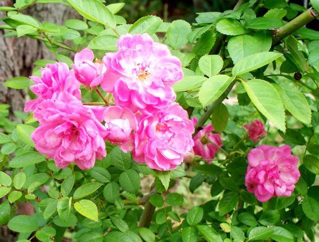 Photo of Rose (Rosa 'Peggy Martin') uploaded by Sharon