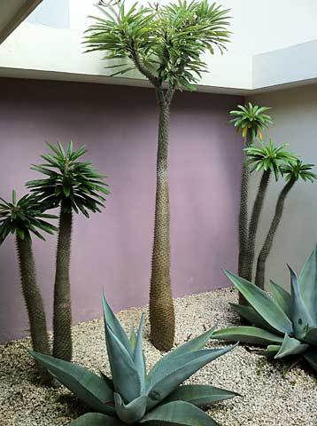 Photo of Madagascar Palm (Pachypodium lamerei) uploaded by extranjera