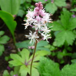 Location: Indiana  Zone 5
Date: 2011-05-09