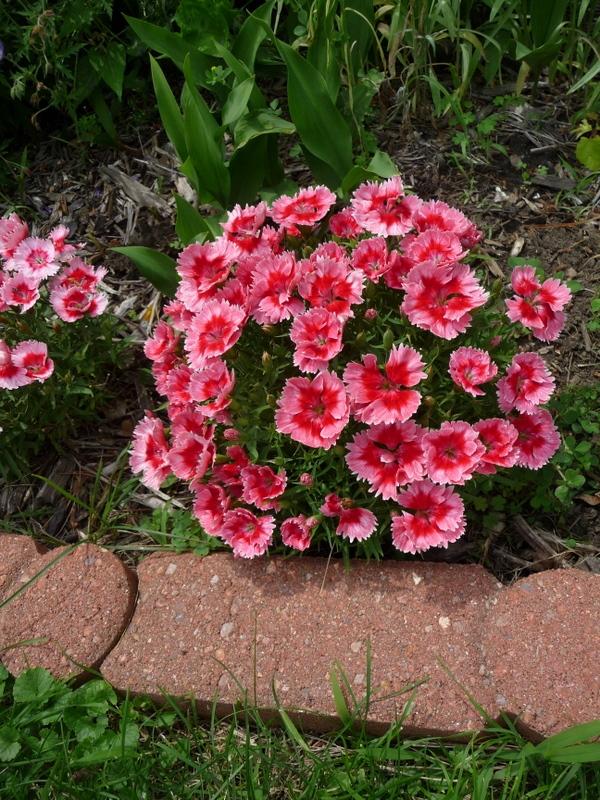 Photo of Dianthus Super Parfait™ Strawberry uploaded by gardengus