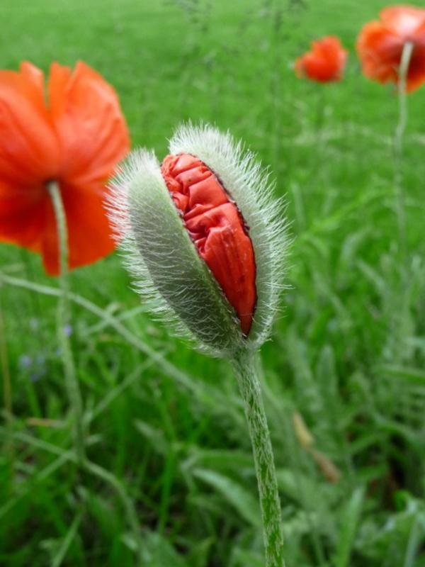 Photo of Oriental Poppy (Papaver orientale) uploaded by gardengus
