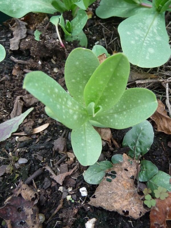 Photo of Honeywort (Cerinthe major subsp. purpurascens) uploaded by gardengus