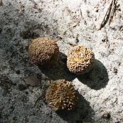 Location: Fountain, Florida
Date: 2011-10-30
these are the seed \"balls\"