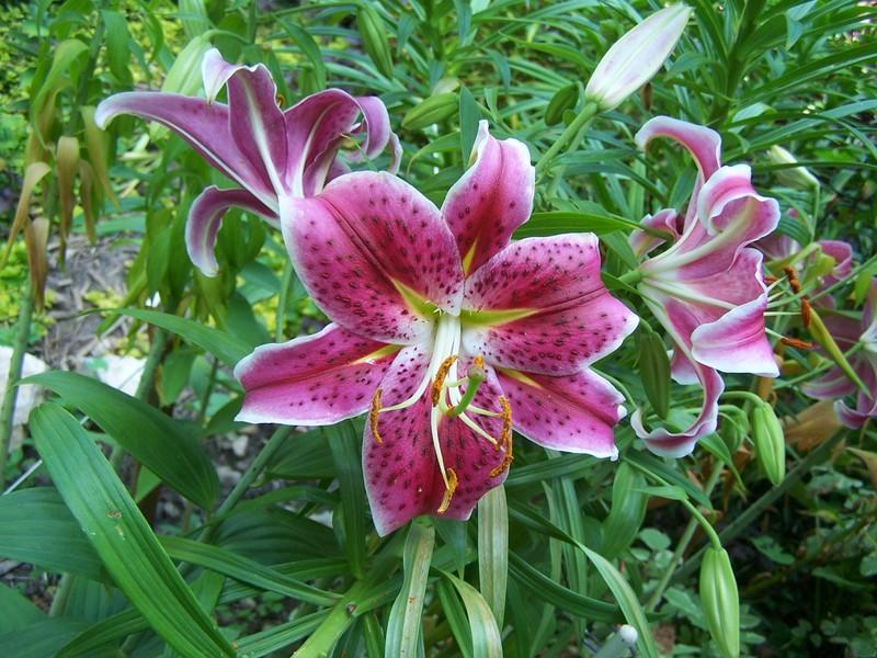 Photo of Oriental Lily (Lilium 'Star Gazer') uploaded by jmorth