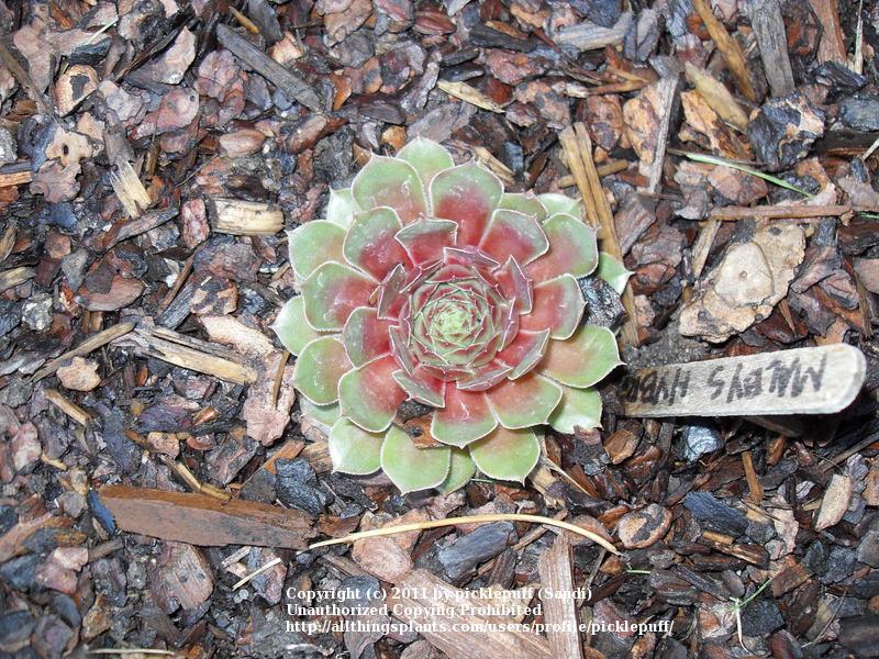 Photo of Hen and Chicks (Sempervivum 'Malby's Hybrid No. 2') uploaded by picklepuff
