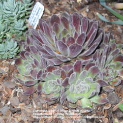 Location: Denver, CO (full sun)
Date: 2011-04-27
New plant. Source: Timberline Gardens