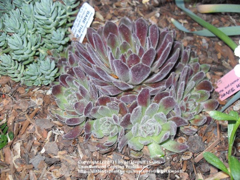 Photo of Hen and Chicks (Sempervivum 'Silver Thaw') uploaded by picklepuff