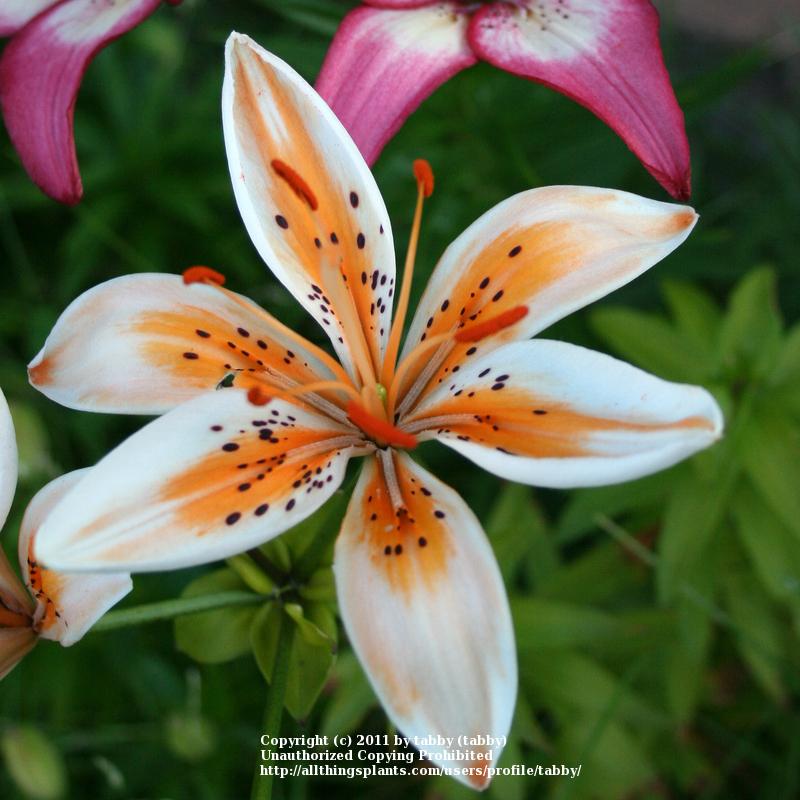 Photo of Lily (Lilium 'Orange Electric') uploaded by tabby