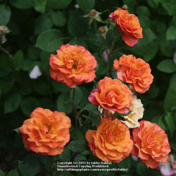 Location: My Garden, Arvada, Colorado
Date: July
Purchased at the ARS rose show in Denver in 1995