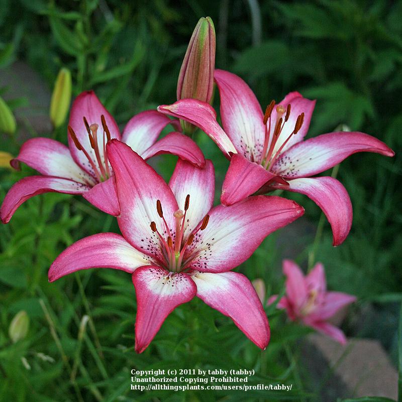Photo of Lily (Lilium 'Sorbet') uploaded by tabby