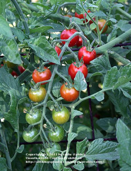 Photo of Tomato (Solanum lycopersicum 'Sweet 100') uploaded by tabby