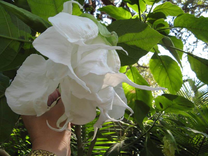 Photo of Angel's Trumpet (Brugmansia 'Shredded White') uploaded by Bubbles