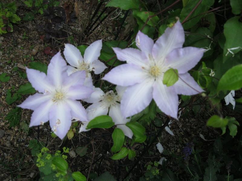 Photo of Clematis 'Gillian Blades' uploaded by Carolyn22